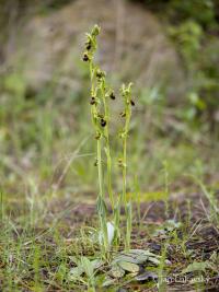 Tořič pavoukonosný (Ophrys sphegodes)