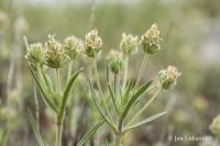 Jitrocel blešníkový (Plantago afra)