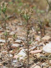 Jitrocel blešníkový (Plantago afra)