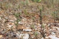 Jitrocel blešníkový (Plantago afra)