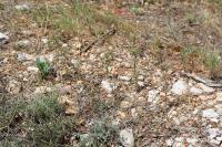 Jitrocel blešníkový (Plantago afra)
