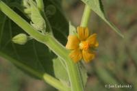 Mračňák Theophrastův (Abutilon theophrasti)