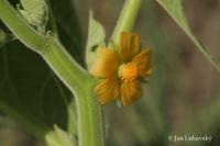 Mračňák Theophrastův (Abutilon theophrasti)