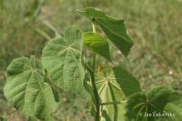 Mračňák Theophrastův (Abutilon theophrasti)