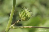 Mračňák Theophrastův (Abutilon theophrasti)