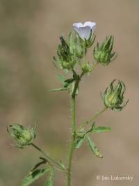 Proskurník chlupatý (Althaea hirsuta)