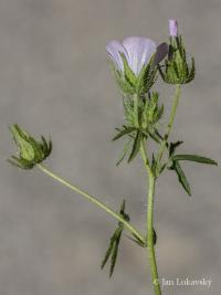 Proskurník chlupatý (Althaea hirsuta)
