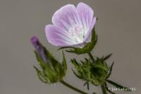 Proskurník chlupatý (Althaea hirsuta)