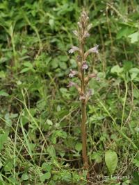 Mordovka nachová (Phelipanche purpurea)