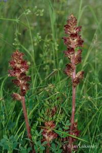 Záraza štíhlá (Orobanche gracilis)