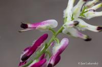 Zemědým popínavý (Fumaria capreolata)