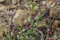 Zemědým popínavý (Fumaria capreolata)