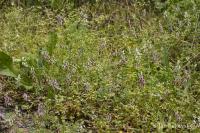 Zemědým popínavý (Fumaria capreolata)