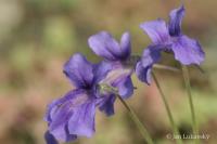 Tučnice velkokvětá