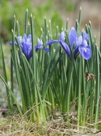 Kosatcovník badilový (Moraea sisyrinchium)
