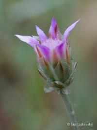 Suchokvět (Xeranthemum inapertum)