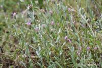 Suchokvět (Xeranthemum inapertum)