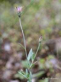 Suchokvět (Xeranthemum inapertum)