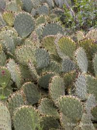Opuncie hnědoostná (Opuntia phaeacantha)