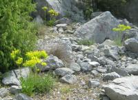 Boryt barvířský (Isatis tinctoria)