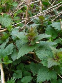 Hluchavka bílá (Lamium album)