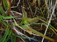 Tučnice obecná (Pinguicula vulgaris)