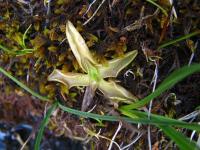 Tučnice obecná (Pinguicula vulgaris)