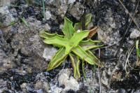 Tučnice obecná (Pinguicula vulgaris)