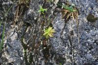 Tučnice obecná (Pinguicula vulgaris)