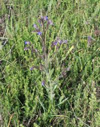 Pilát modrý (Anchusa azurea)
