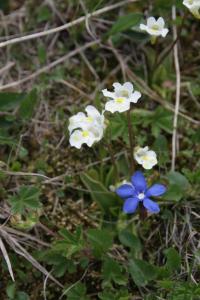 Tučnice alpská (Pinguicula alpina)