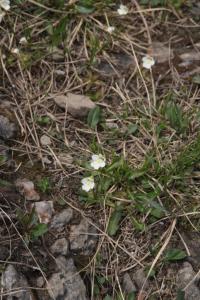 Tučnice alpská (Pinguicula alpina)