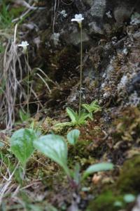 Tučnice alpská (Pinguicula alpina)