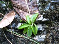 Tučnice alpská (Pinguicula alpina)