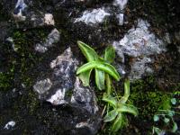 Tučnice alpská (Pinguicula alpina)