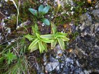 Tučnice alpská (Pinguicula alpina)