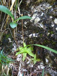 Tučnice alpská (Pinguicula alpina)