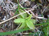 Tučnice alpská (Pinguicula alpina)