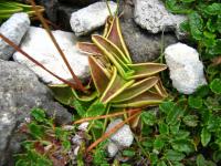 Tučnice alpská (Pinguicula alpina)