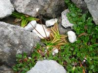 Tučnice alpská (Pinguicula alpina)