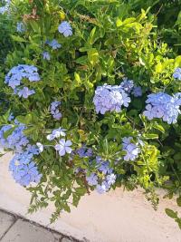 Olověnec (Plumbago)