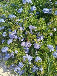 Olověnec (Plumbago)