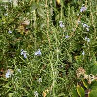 Rozmarýna lékařská 'Blue Winter' (Rosmarinus officinalis)