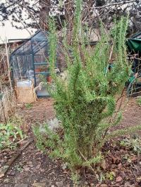 Rozmarýna lékařská 'Blue Winter' (Rosmarinus officinalis)