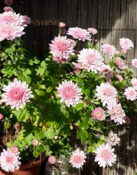 Listopadka indická 'Anastasia'