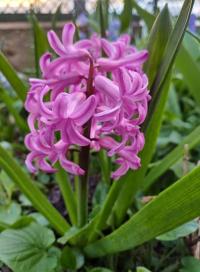 Hyacint východní 'Pink Pearl' (Hyacinthus orientalis)