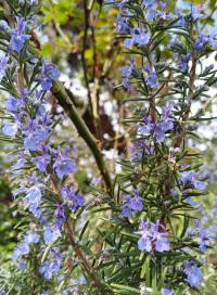 Rozmarýna lékařská (Rosmarinus officinalis)