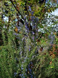 Rozmarýna lékařská (Rosmarinus officinalis)