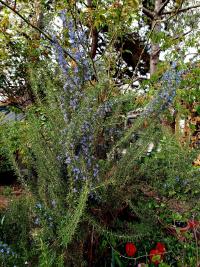 Rozmarýna lékařská (Rosmarinus officinalis)