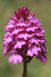 Rudohlávek jehlancovitý (Anacamptis pyramidalis)
